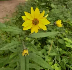 giant sunflower thumbnail 2