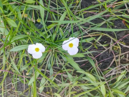 creeping water-plantain