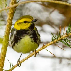Black-throated Green Warbler thumbnail 2