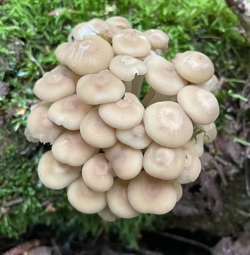 Clitocybula familia