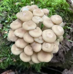 Clitocybula familia thumbnail 1