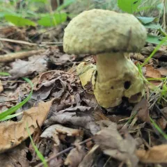 Cornflower Bolete thumbnail 3