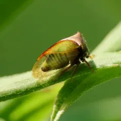 Stictocephala basalis thumbnail 4