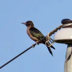 Lewis's Woodpecker thumbnail 4