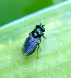 Leptopsilopa varipes thumbnail 1