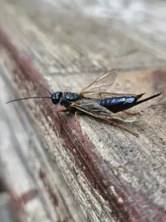 Blue Horntail thumbnail 2