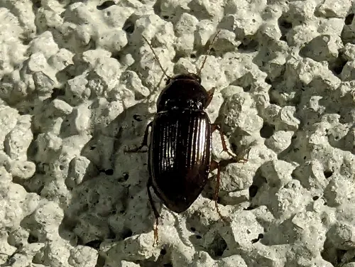 Dusky Sun Beetle