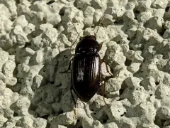 Dusky Sun Beetle thumbnail 1