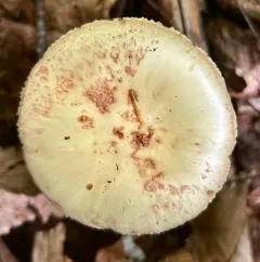 Coker's Lavender Staining Amanita thumbnail 3