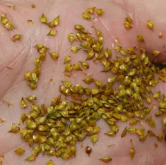bur reed sedge thumbnail 2