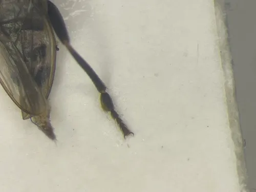 Mesosphaerocera annulicornis