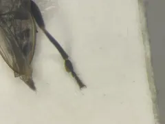 Mesosphaerocera annulicornis thumbnail 1