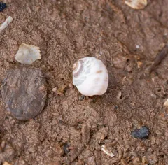 Spotted Moonsnail thumbnail 4