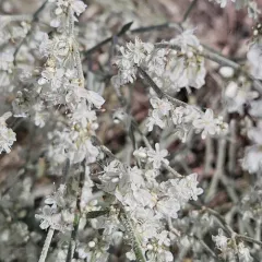 Snow Buckwheat thumbnail 4