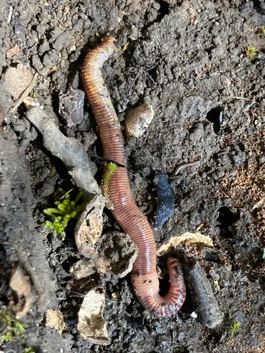 Compost Worm