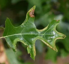 Marginal Leaf Fold Gall Midge thumbnail 3