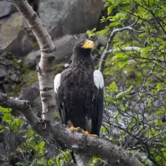 Steller's Sea-Eagle thumbnail 3
