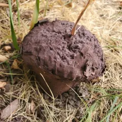 Purple-spored Puffball thumbnail 4