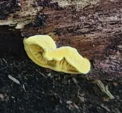 Pseudomerulius curtisii thumbnail 4