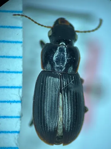Harpalus atrichatus