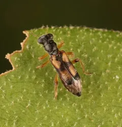 Phyllobaenus pallipennis thumbnail 3