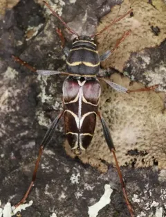 Split-necked Neoclytus thumbnail 3