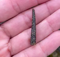 Cistenides brevicoma thumbnail 4