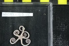 Long-armed Serpent Star thumbnail 2