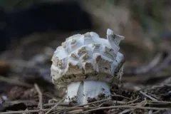Pinecone Amanita thumbnail 2