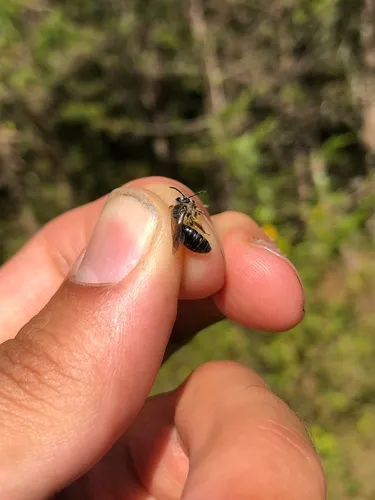 Singular Miner Bee
