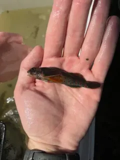 Variegate Darter thumbnail 3