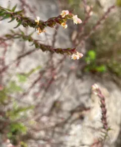 French Bartsia thumbnail 3