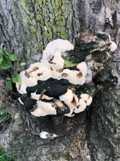 Vanderbylia robiniophila thumbnail 2