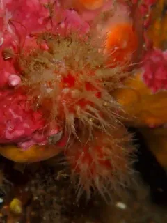 cactus sea squirt thumbnail 2