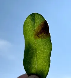 Cameraria picturatella thumbnail 3