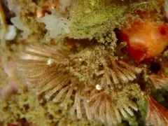 Caberea ellisii thumbnail 1