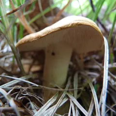 Wood Hedgehog thumbnail 1