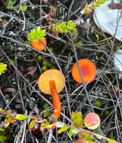 Waisted Waxcap thumbnail 2