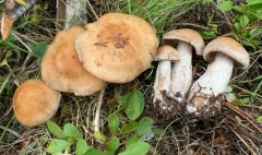 Cortinarius piceidisjungendus thumbnail 3