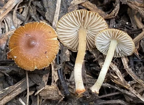 Inocybe humilis