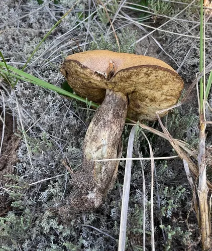Leccinum arenicola