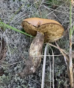 Leccinum arenicola thumbnail 1