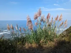 Purple Pampas Grass thumbnail 4