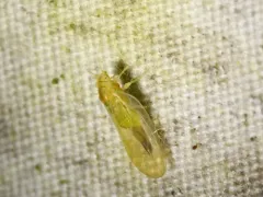 Psylla carpinicola thumbnail 3