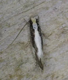 Skunkback Monopis Moth thumbnail 2