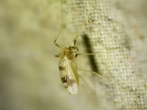 Brundiniella eumorpha