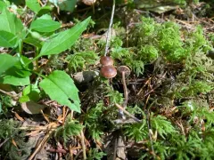Deconica inquilina thumbnail 4