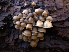 Mycena semivestipes thumbnail 4
