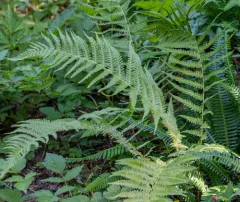 Queen's veil mountain fern thumbnail 4