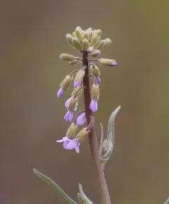 hairy stem rockcress thumbnail 3